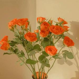 新东泰水蛇姐三技能视频
